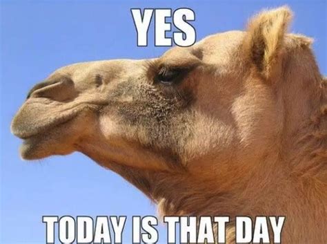 sexy happy hump day meme|17 Hilarious Hump Day Memes To Help You Get to。